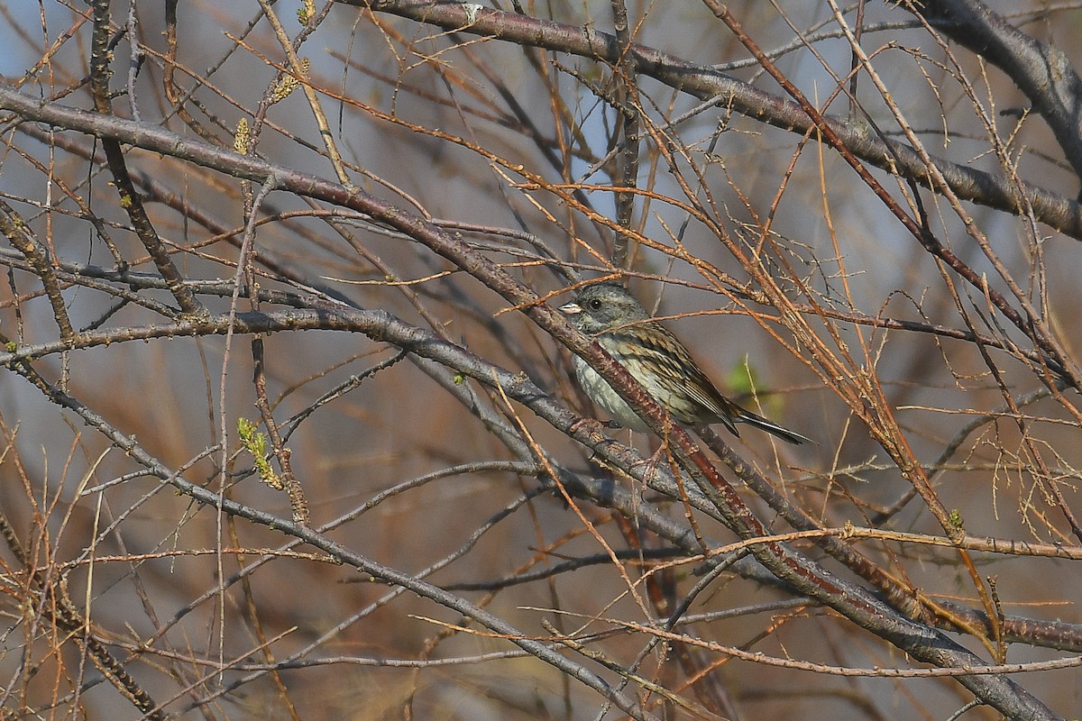 Escribano Enmascarado (spodocephala/sordida) - ML539708511