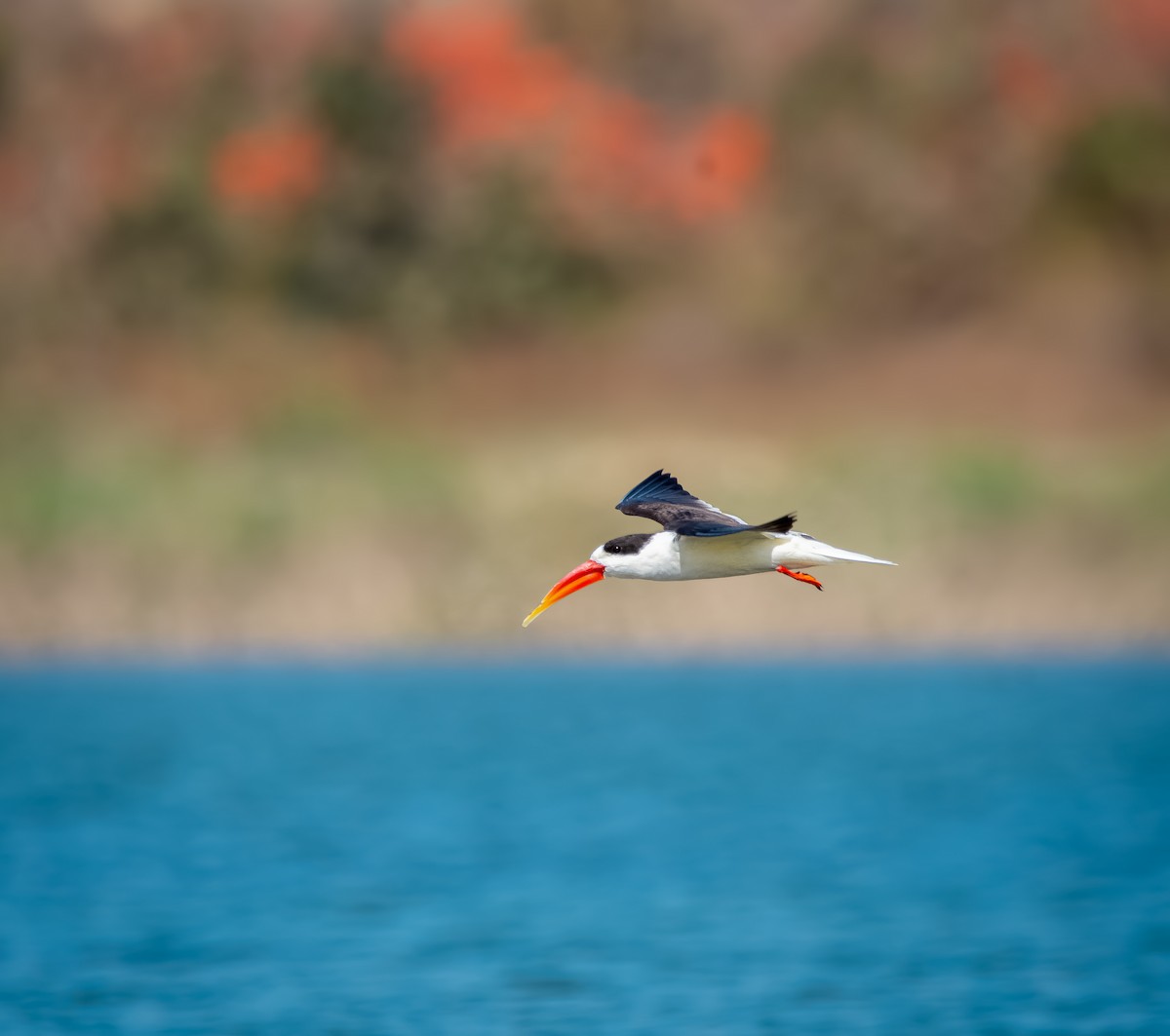 Indian Skimmer - ML539709381