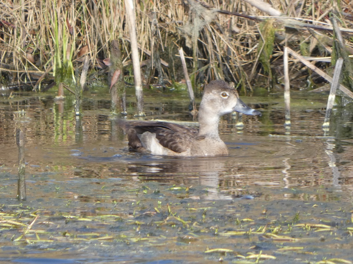 Ring-necked Duck - ML539709901