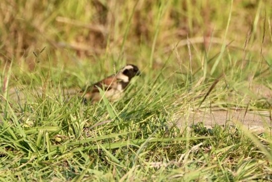 Cape Sparrow - ML539710291