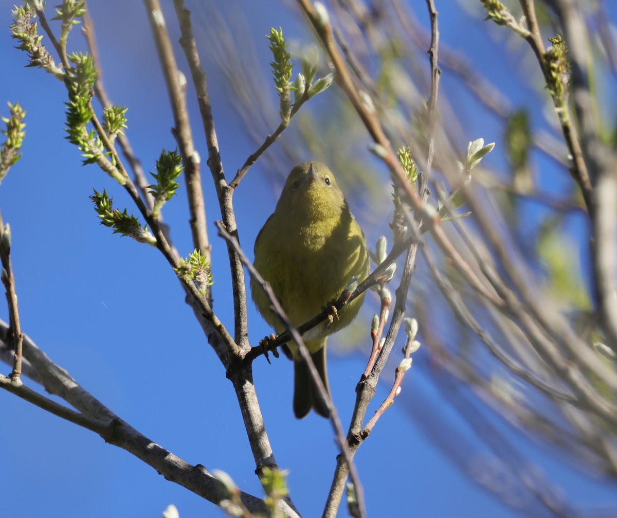 Orange-crowned Warbler - ML539711001