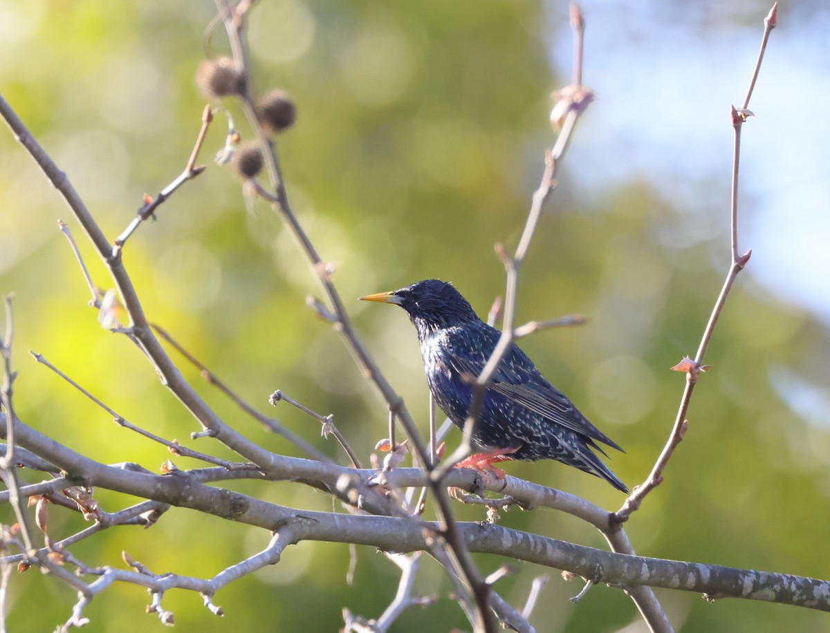 European Starling - ML539711151