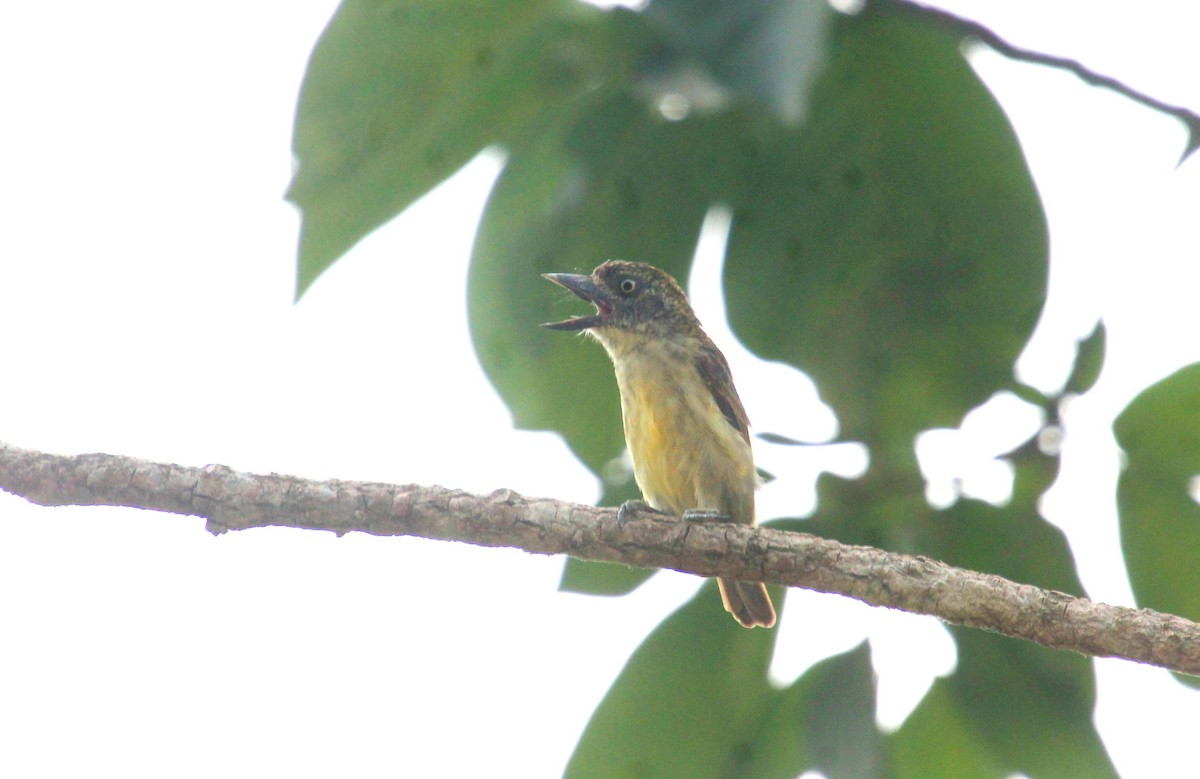 Speckled Tinkerbird - ML539711851