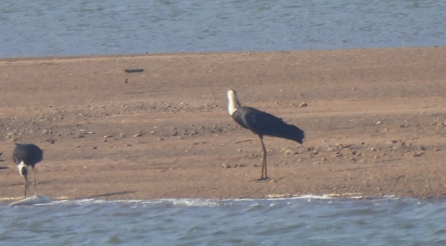 Asian Woolly-necked Stork - ML539712411