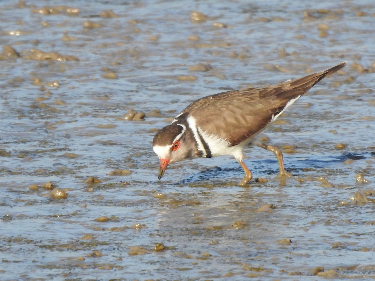 Three-banded Plover (African) - Miloslav Mišík