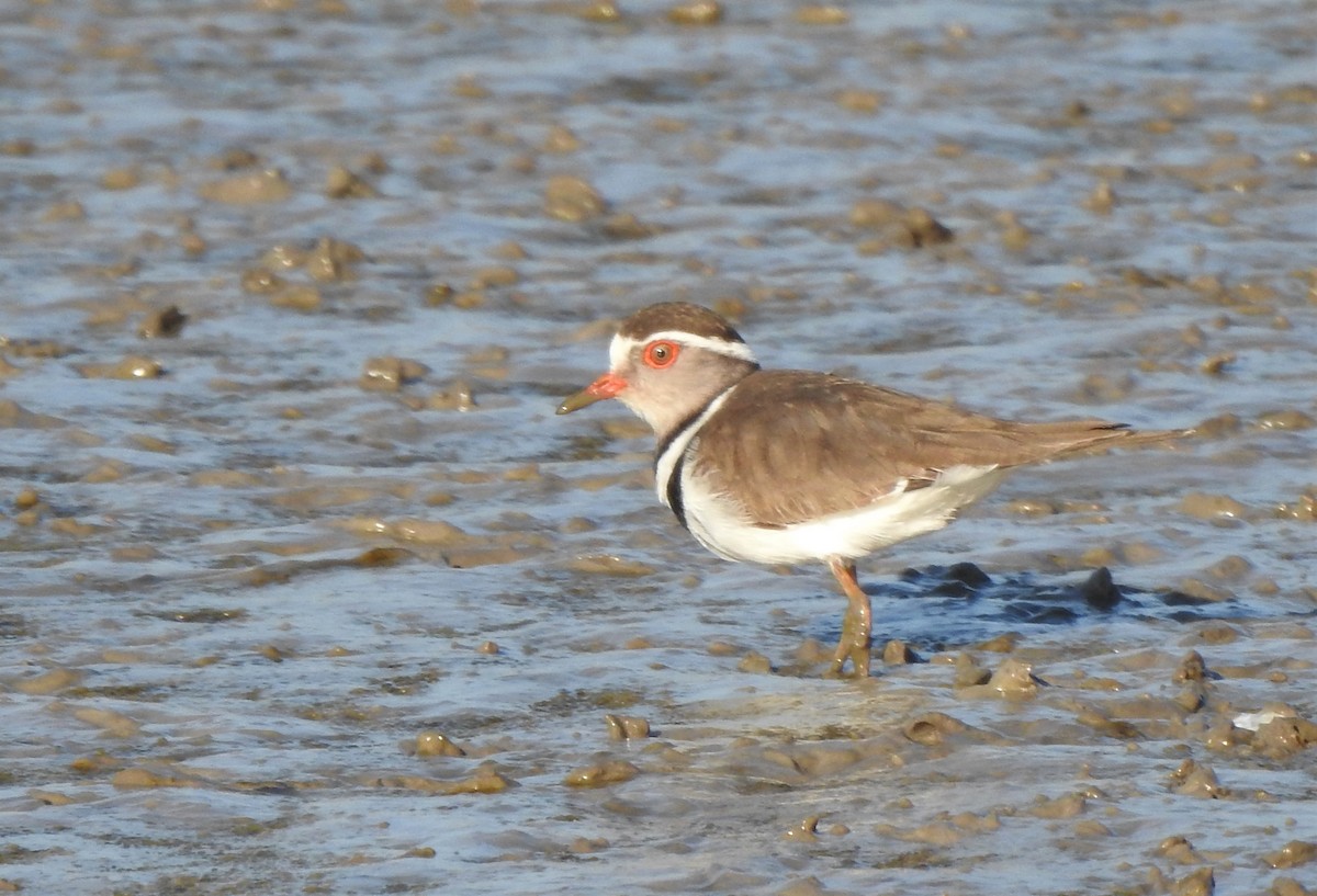 Three-banded Plover (African) - ML539712811