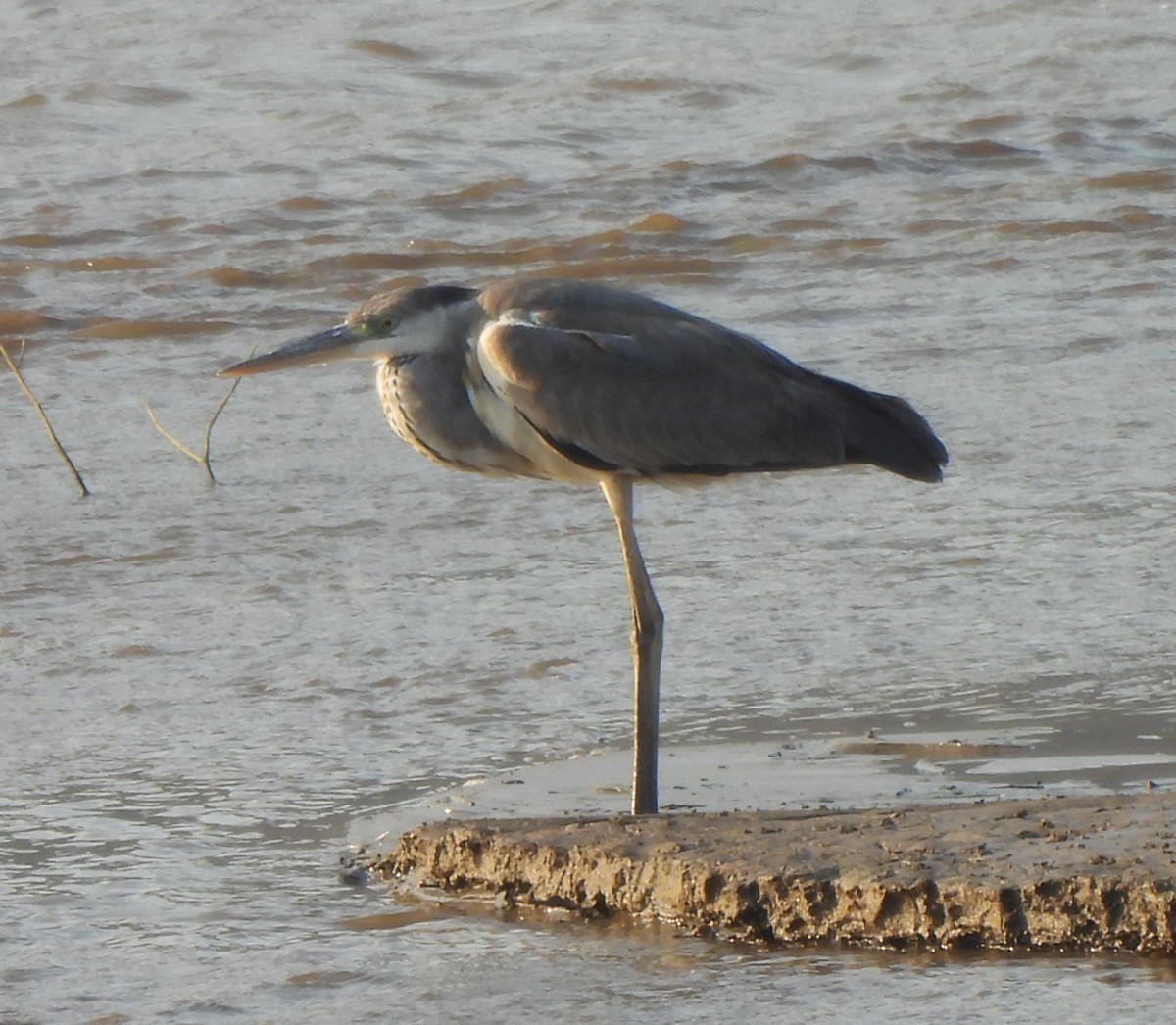 Gray Heron - Ramesh R