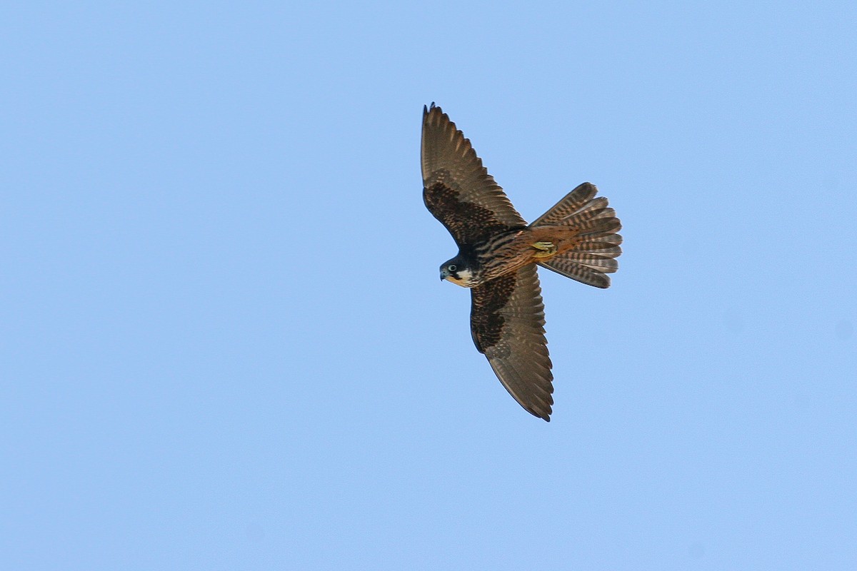 Eleonora's Falcon - Mathieu Bally