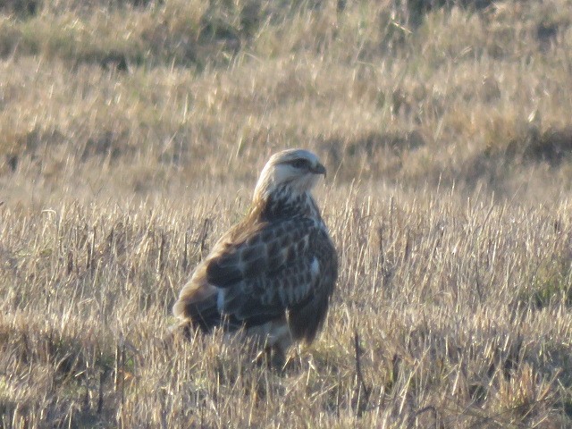 Rough-legged Hawk - ML539714191