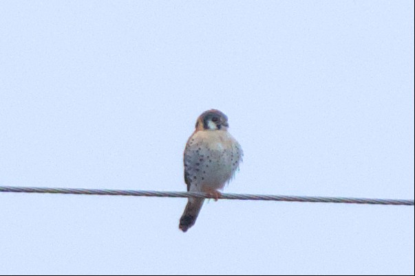 American Kestrel - ML539714321