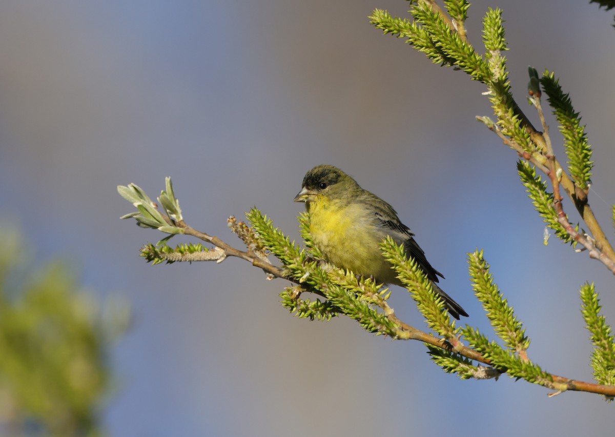 Lesser Goldfinch - ML539714941