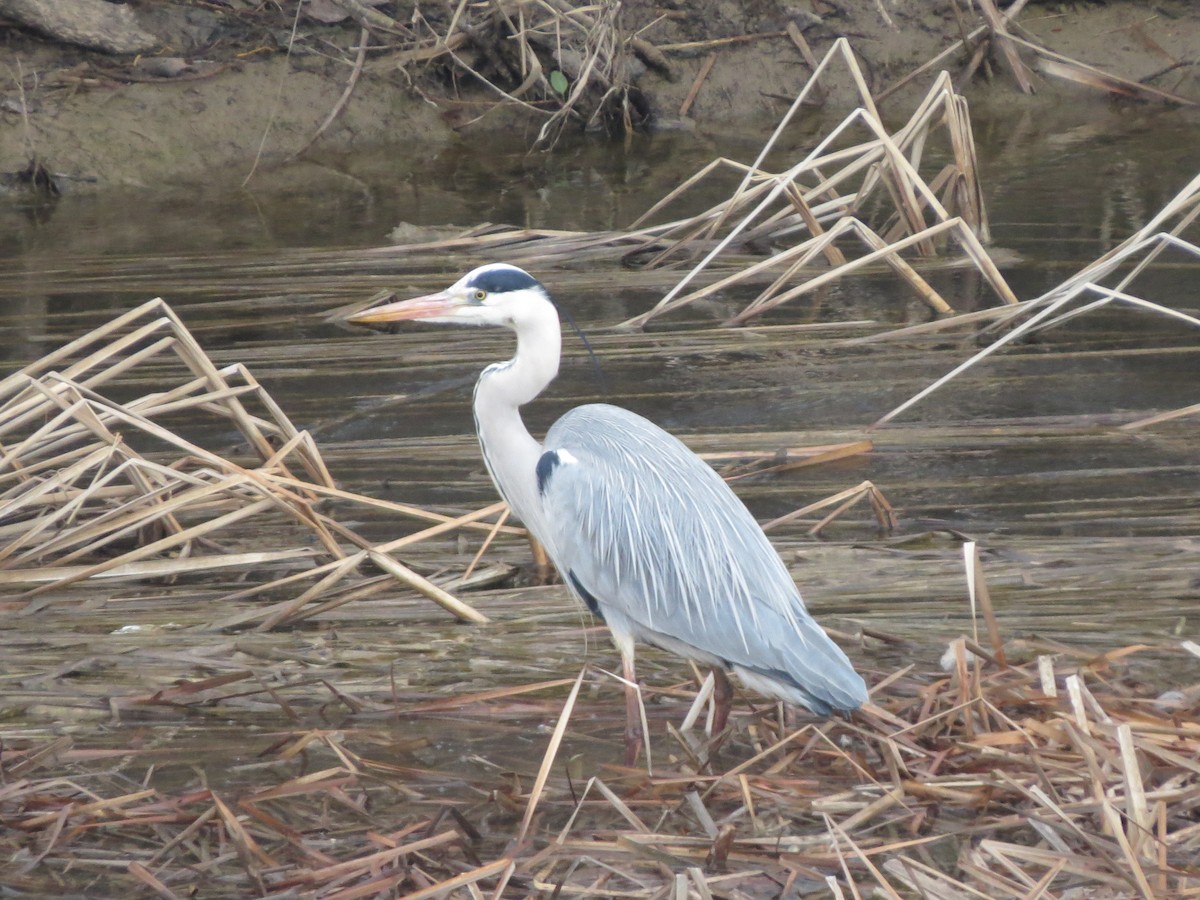 Gray Heron - Martín Rodríguez Arenaz