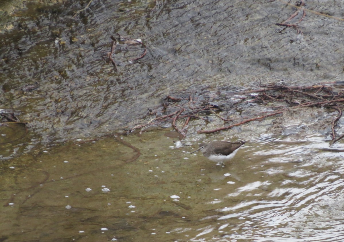 Green Sandpiper - ML539716531