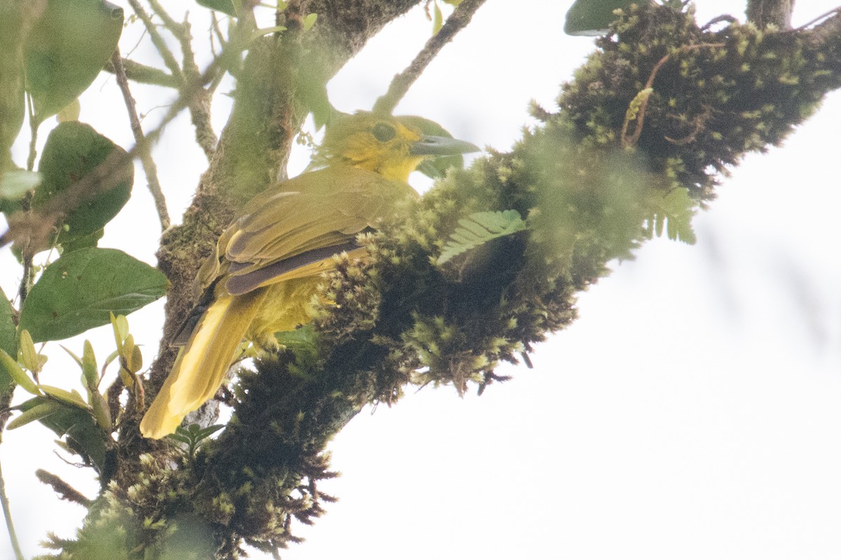 Sangihe Golden-Bulbul - ML539718411