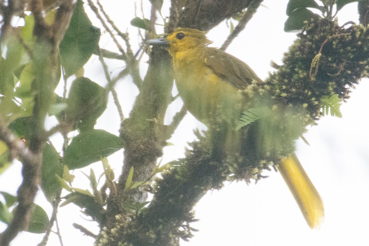 Sangihe Golden-Bulbul - Dillen  Ng