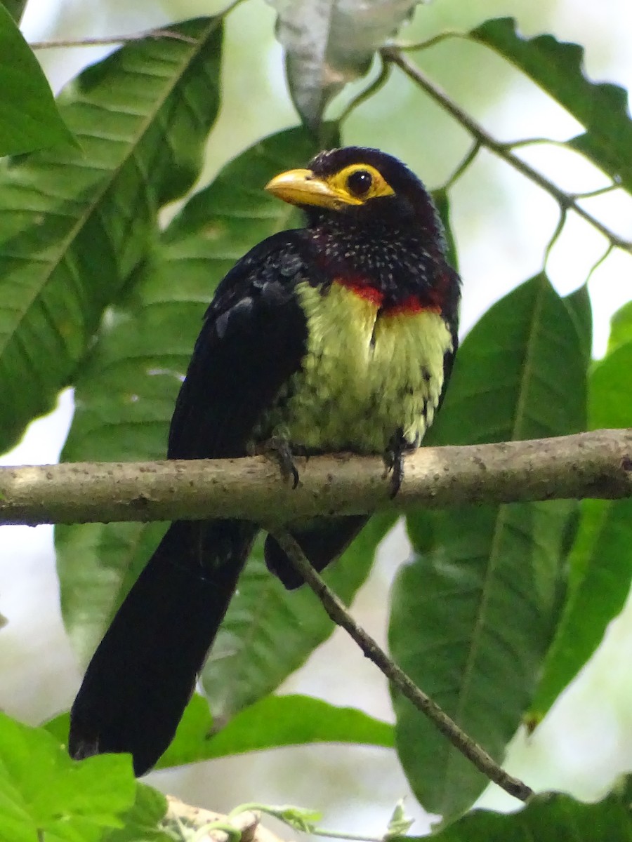 Yellow-billed Barbet - Michael Preston