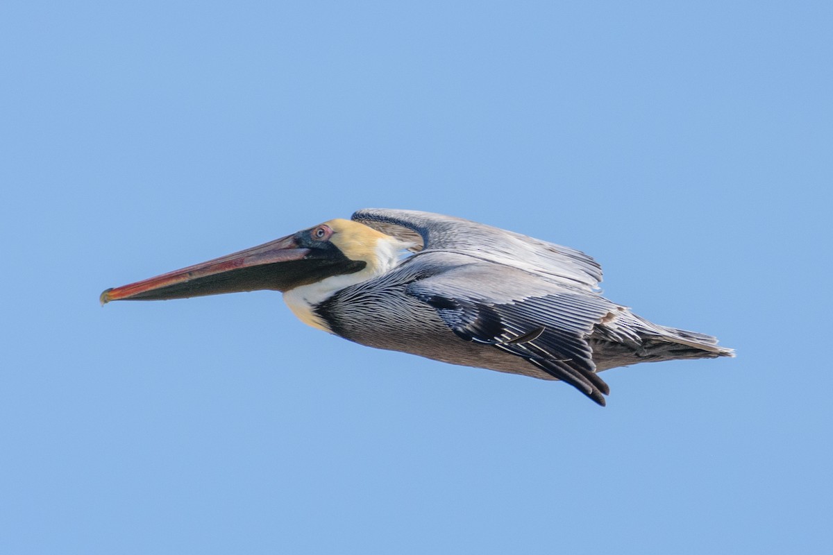 Brown Pelican - Andrew W.