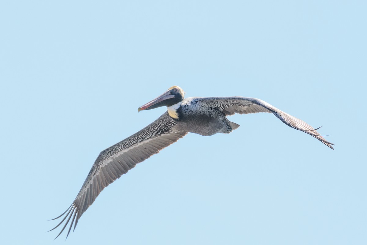 Brown Pelican - Andrew W.