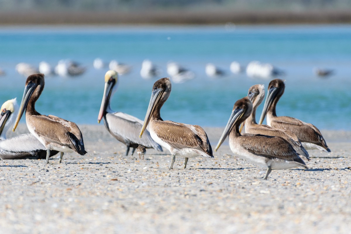 Brown Pelican - Andrew W.