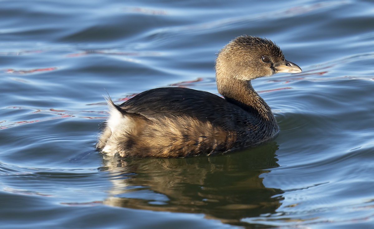 Pied-billed Grebe - ML539719051