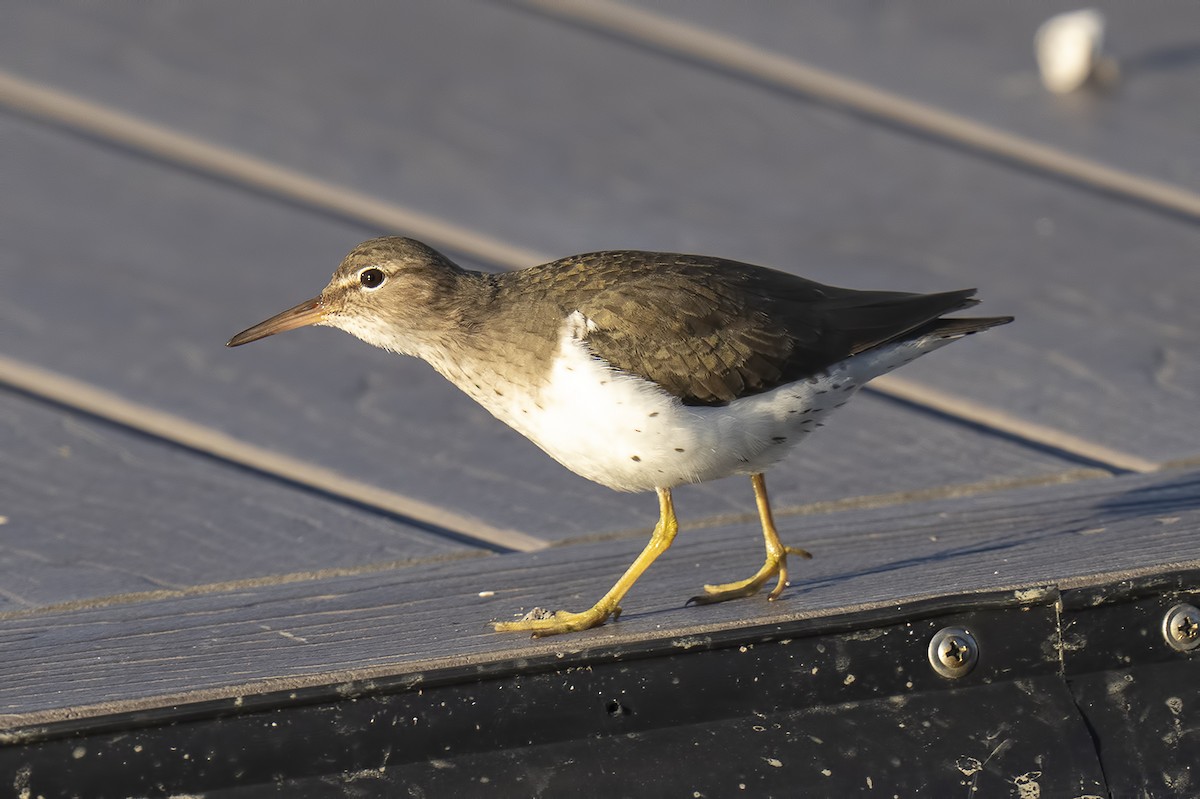 Spotted Sandpiper - ML539719161