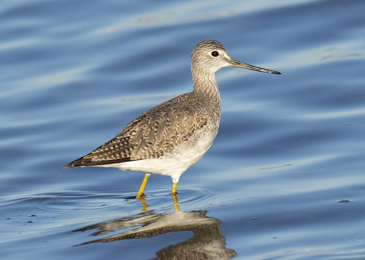 Greater Yellowlegs - ML539719311