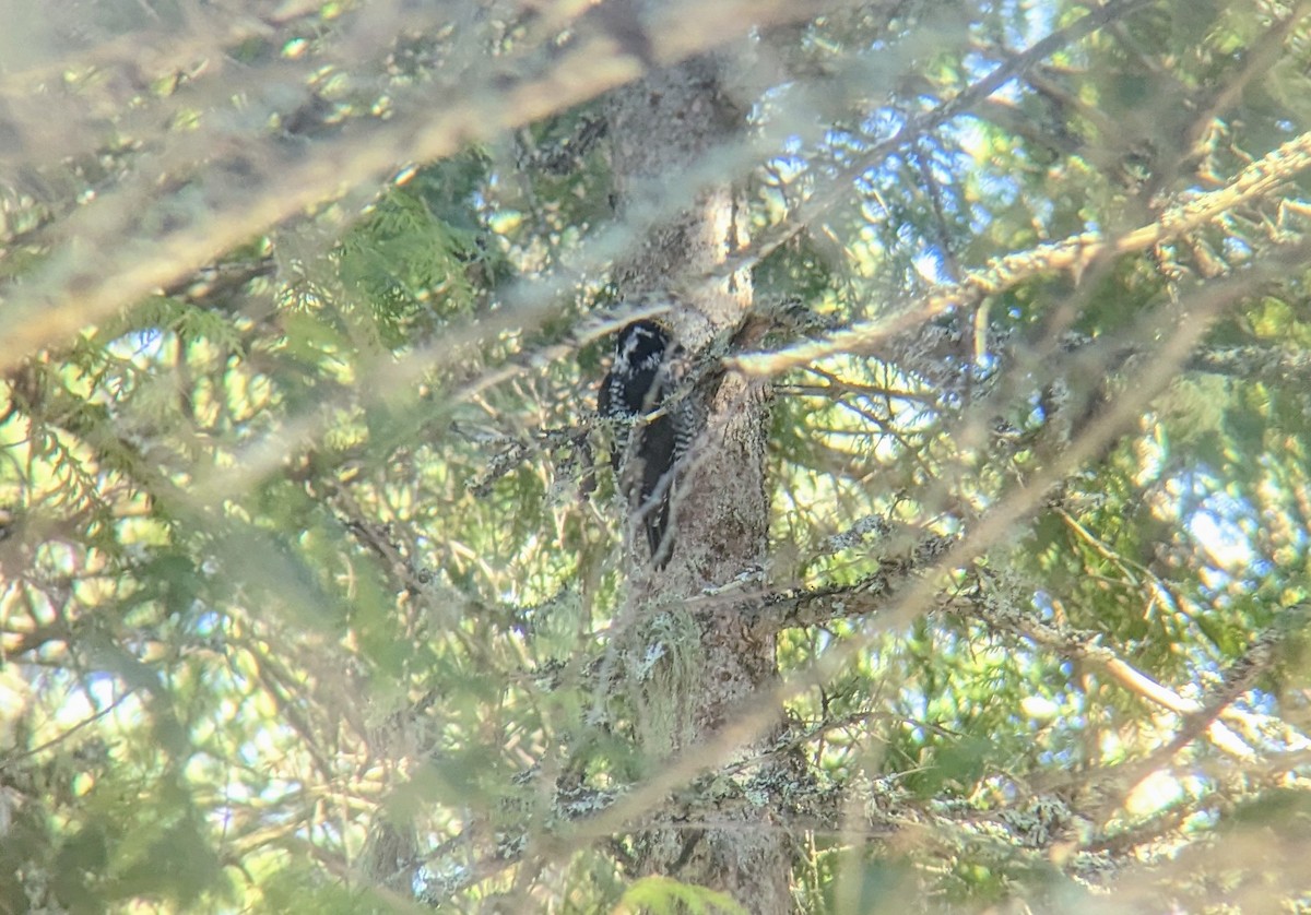 American Three-toed Woodpecker - ML539719391