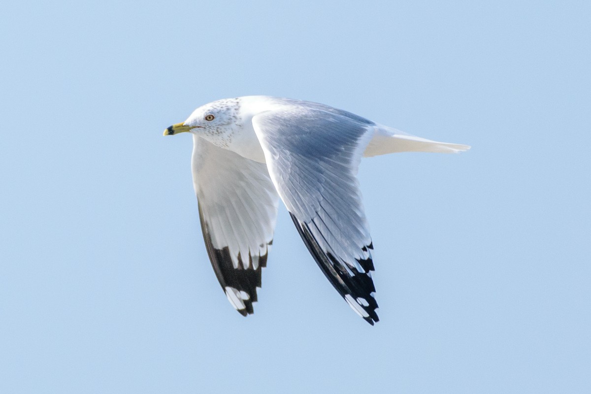 Ring-billed Gull - ML539719651