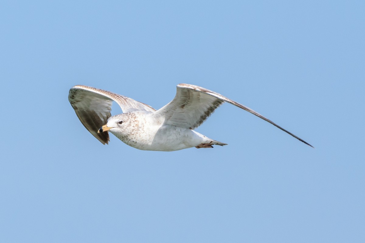 Ring-billed Gull - ML539719981