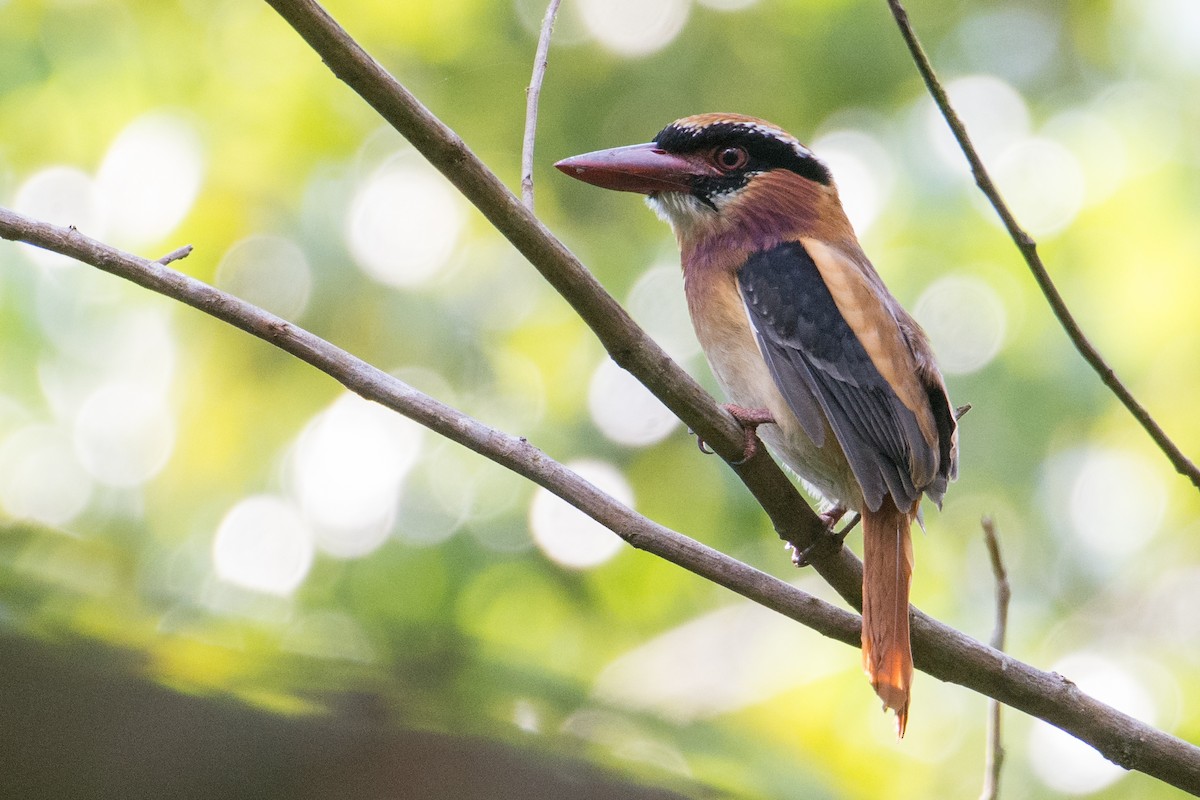 Sangihe Lilac Kingfisher - ML539720081