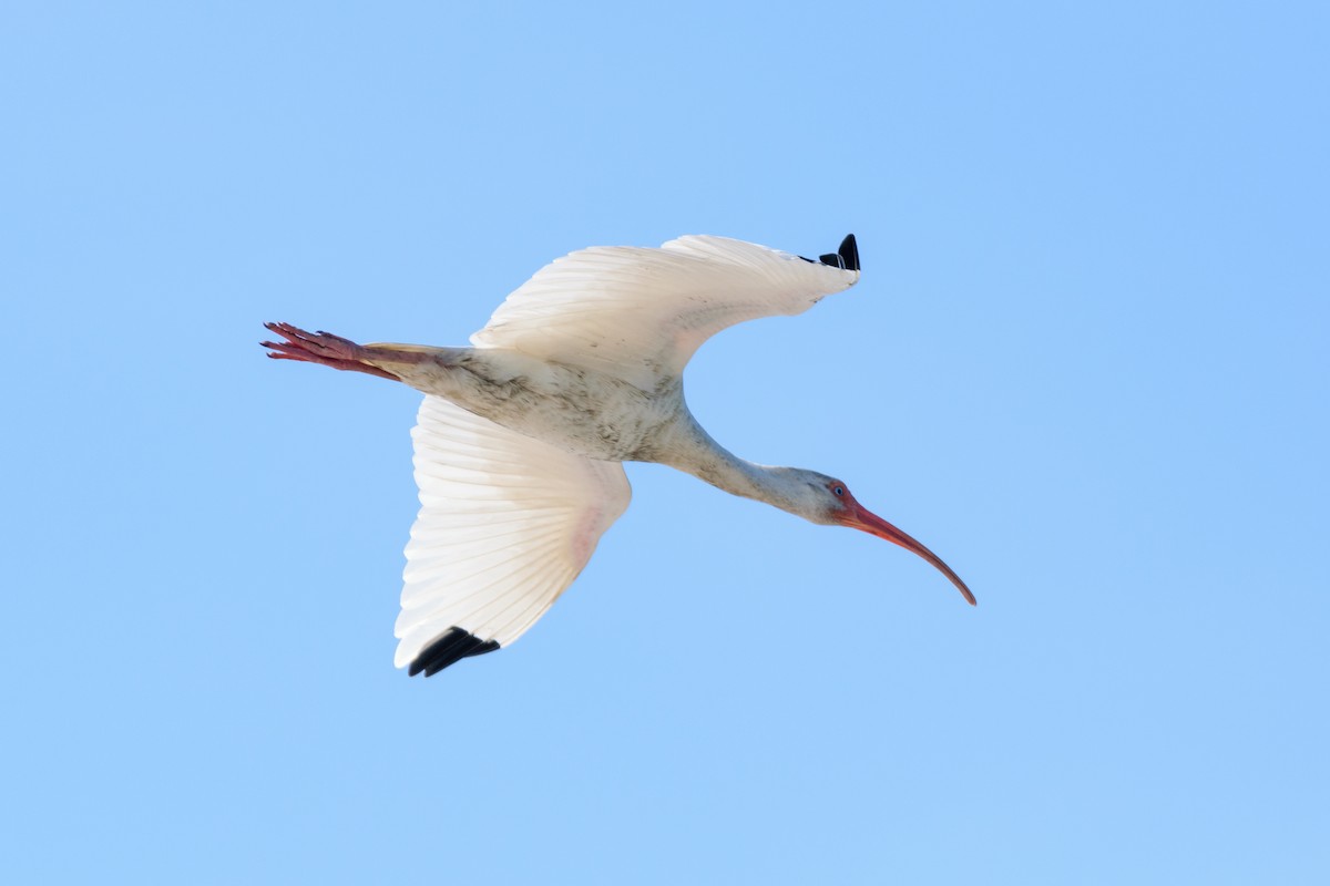 Ibis blanc - ML539720881