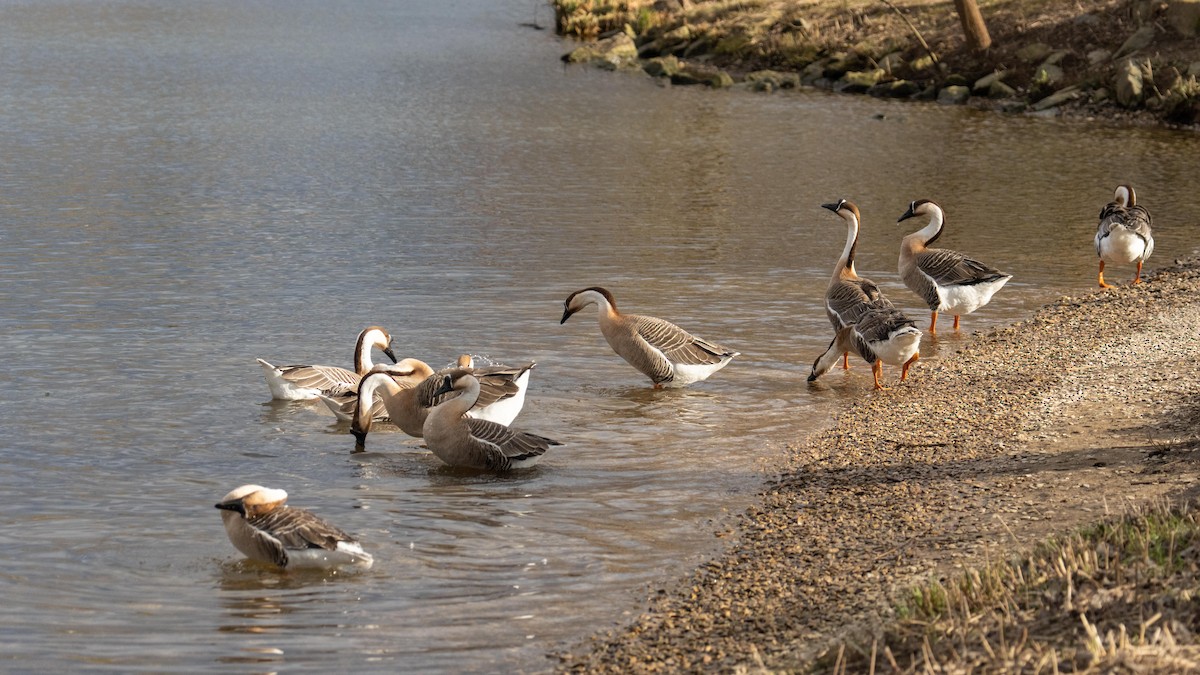 Swan Goose (Domestic type) - ML539721011