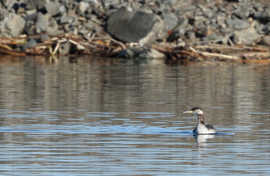 Red-necked Grebe - Len Medlock