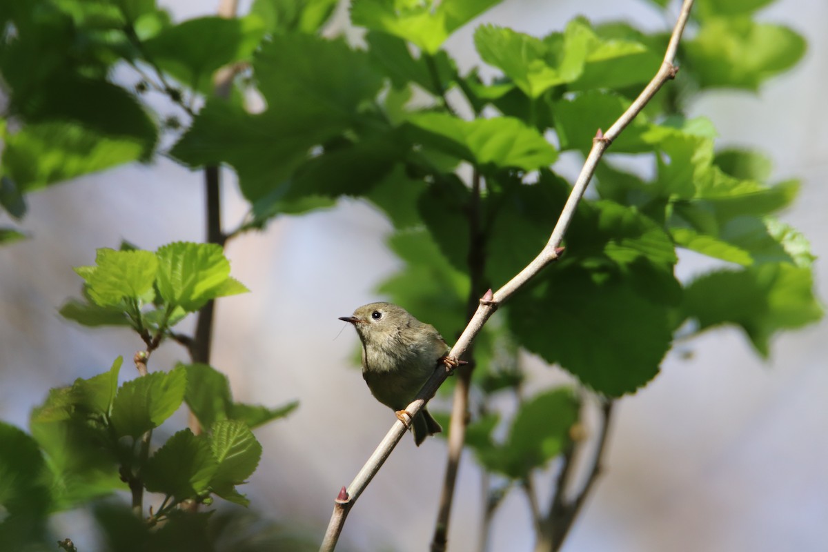 Ruby-crowned Kinglet - ML539723731