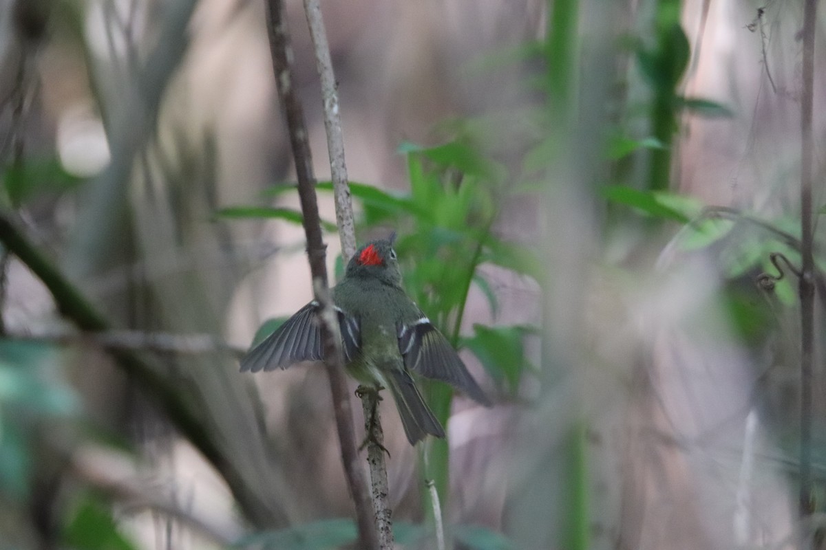 Ruby-crowned Kinglet - ML539723751