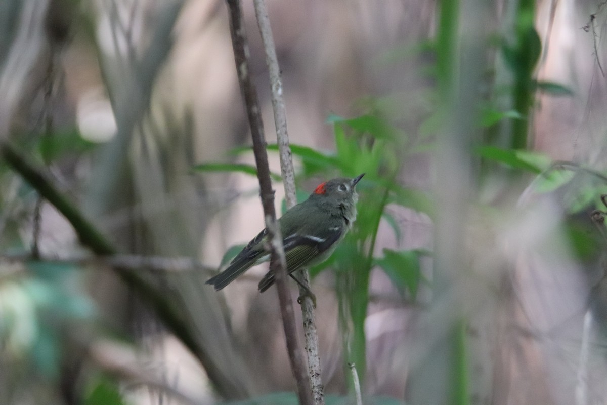 Ruby-crowned Kinglet - ML539723761