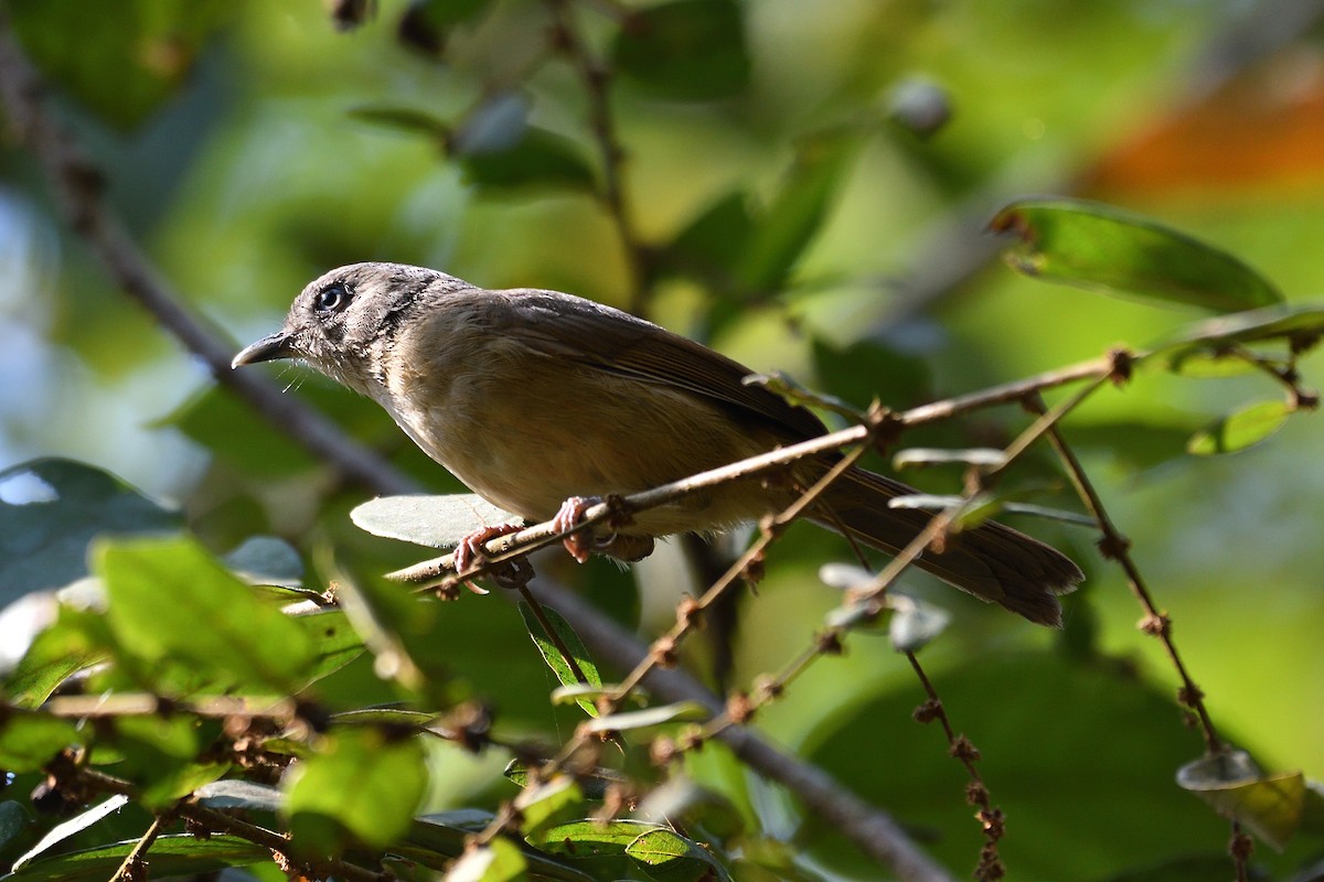 Brown-cheeked Fulvetta - ML539724021