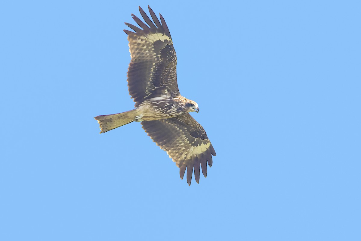 Black Kite (Black-eared) - ML539724491