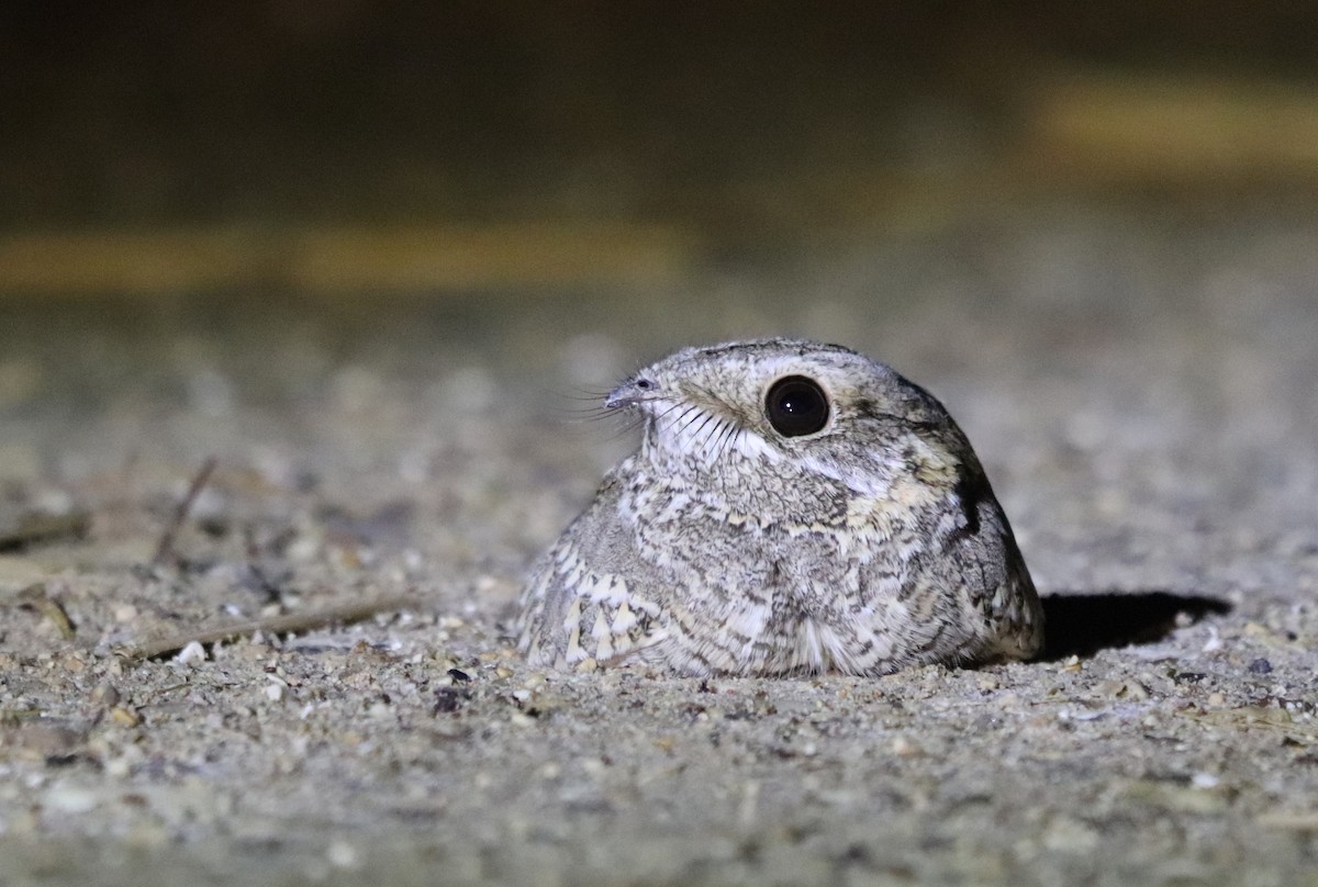 Nubian Nightjar - ML539725051