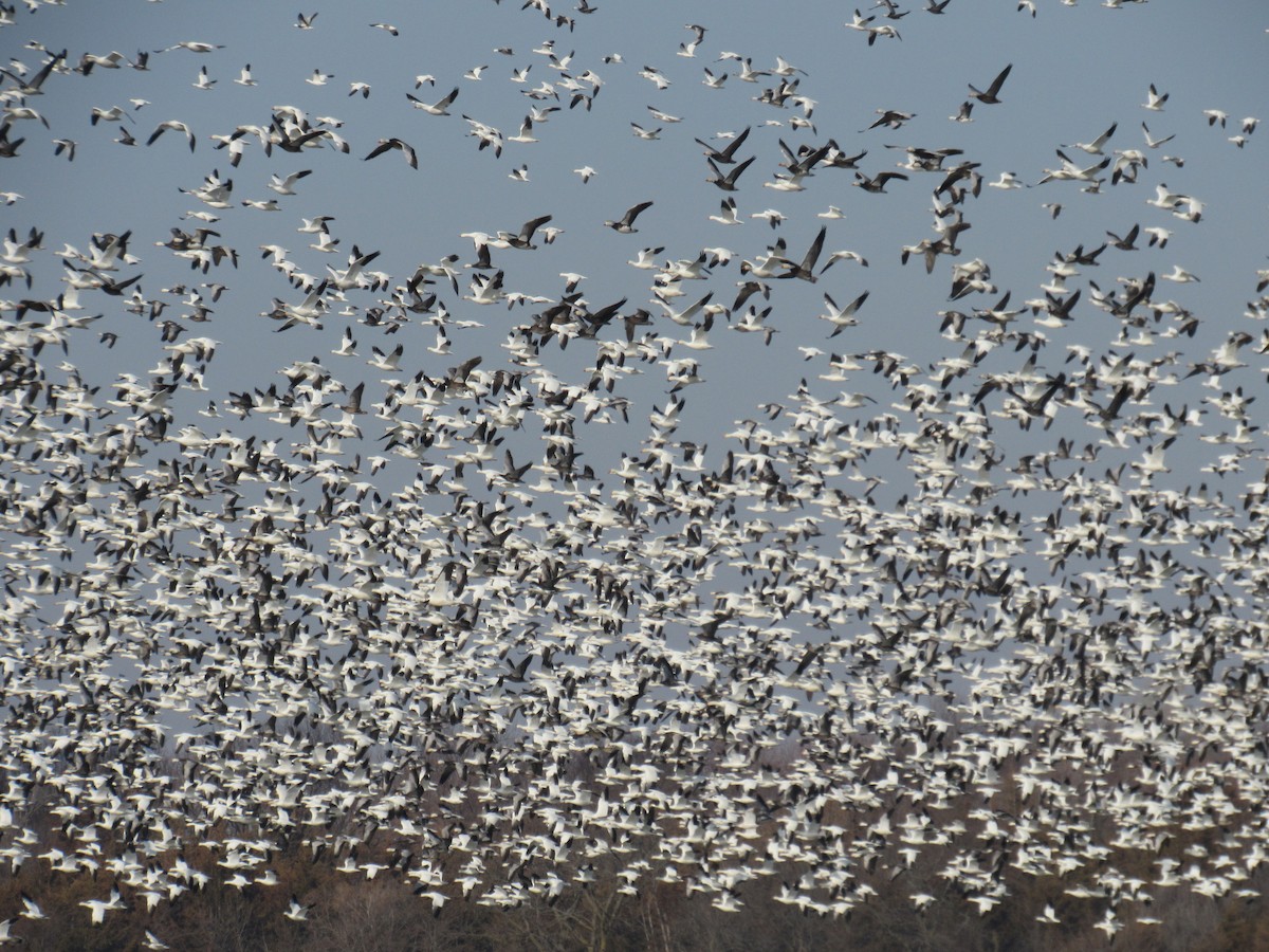 Snow/Ross's Goose - ML539725531