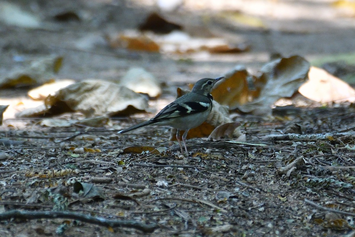 Forest Wagtail - ML539725691