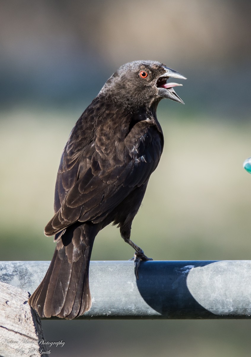 Bronzed Cowbird (Bronzed) - ML53972581