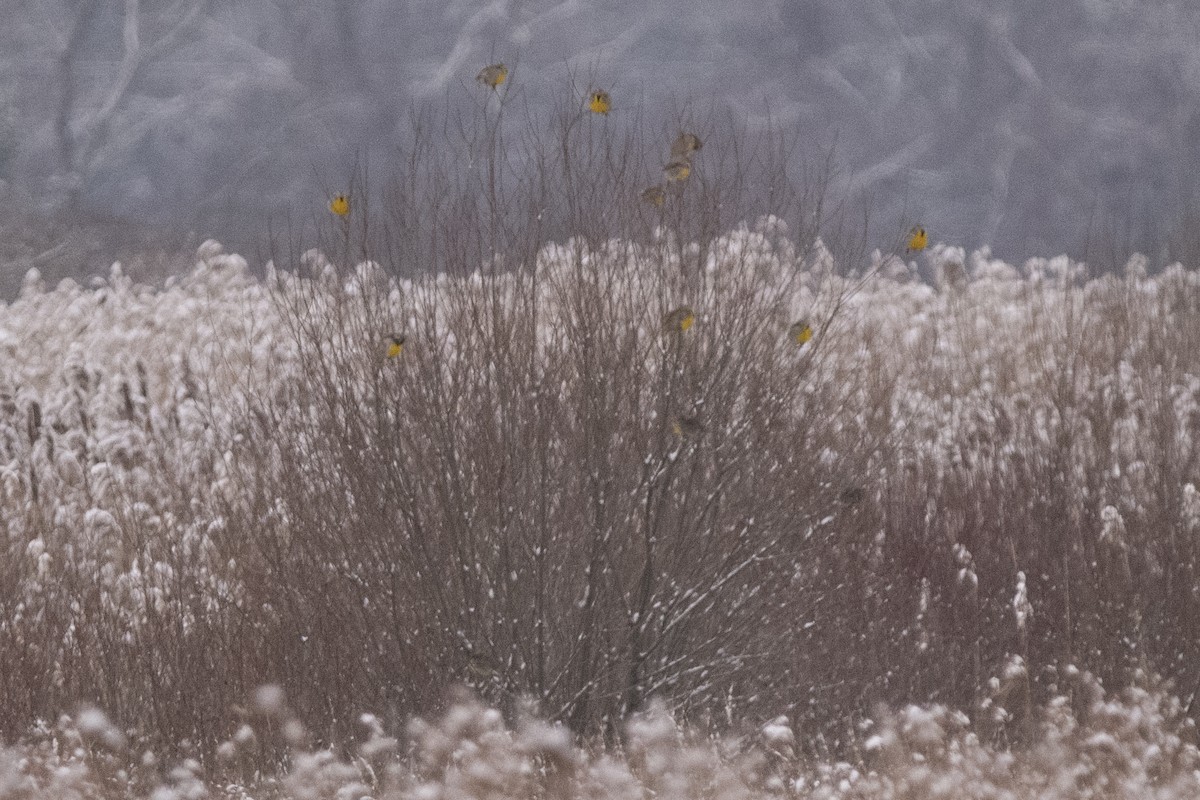 Eastern Meadowlark - Ross Mungeam