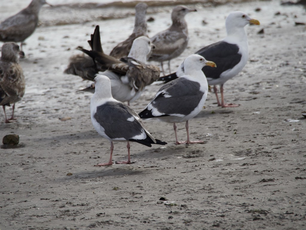 Western Gull - ML539728531