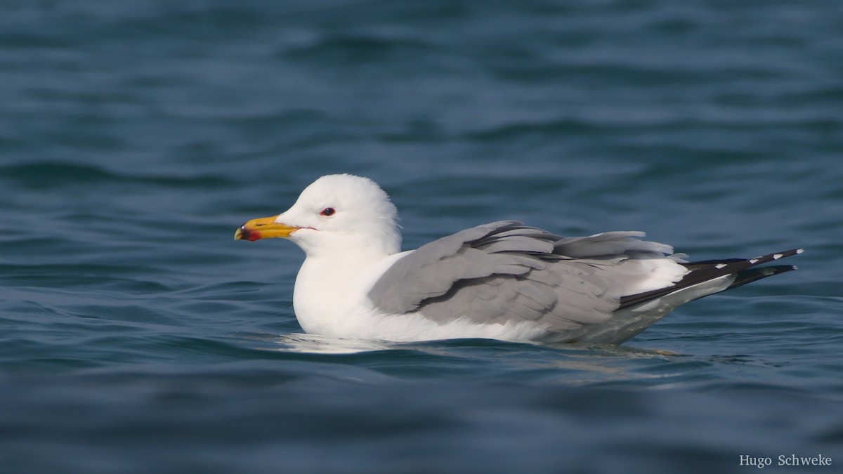 Armenian Gull - ML539728781