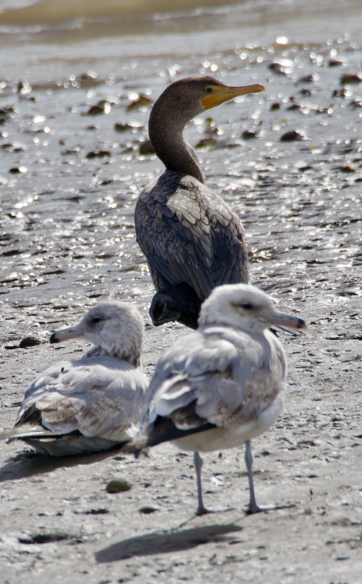 Double-crested Cormorant - ML539729471