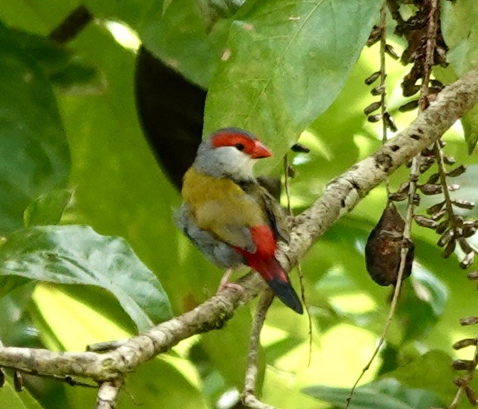 Red-browed Firetail - ML539730531