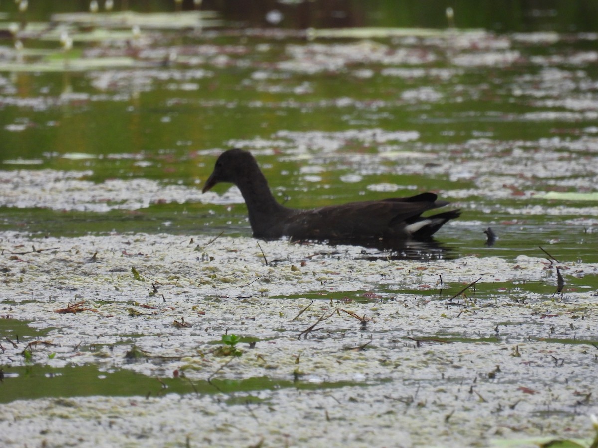 Dusky Moorhen - Mayumi Green