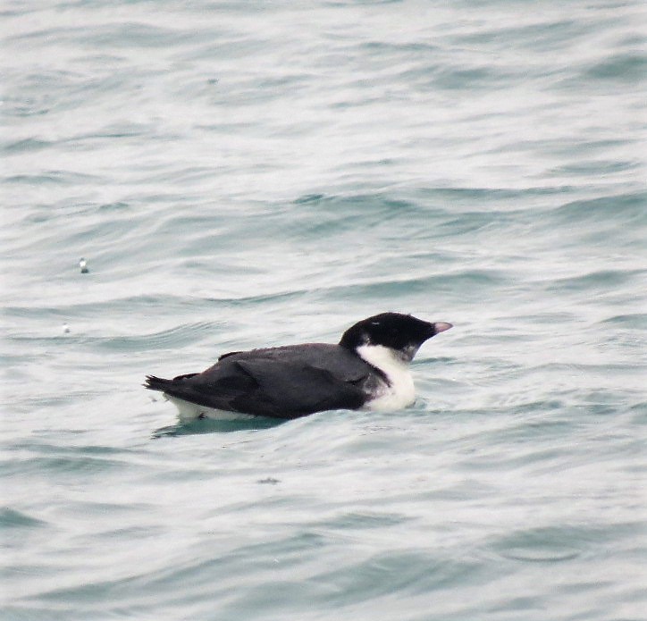 Ancient Murrelet - ML53973171