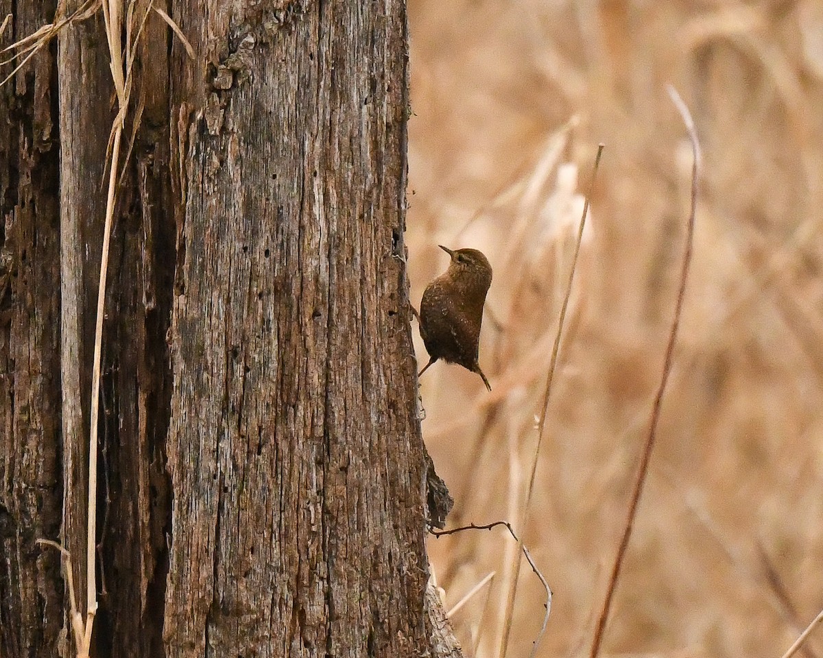 Winter Wren - ML539732721